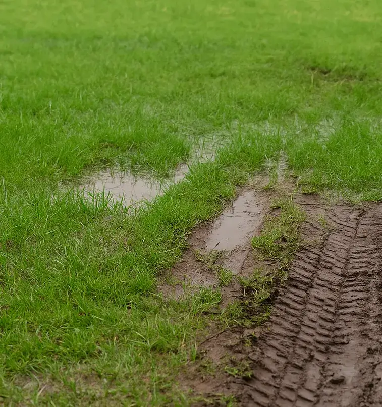 Muddy tire tracks damaging a residential septic drain field, showing the effects of driving over a septic system.